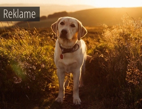 Derfor bør din næste hund være en labrador retriever – 5 gode grunde